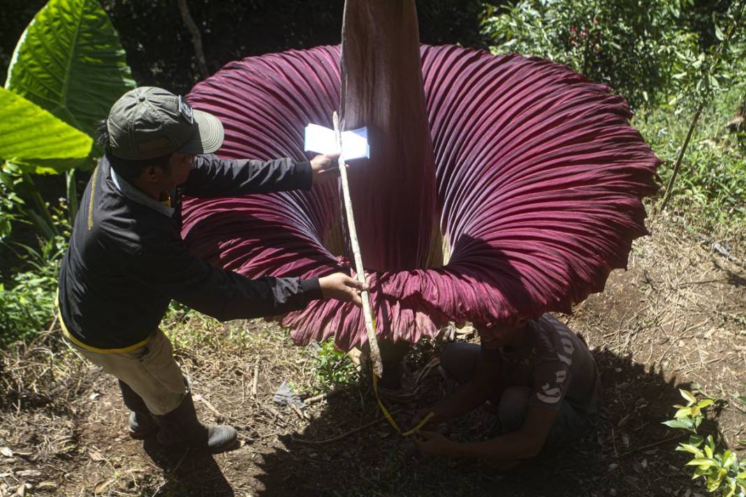 Dünyanın en kötü kokulu 'leş çiçeği' açtı! Kokudan kimse yanına yaklaşamıyor 15